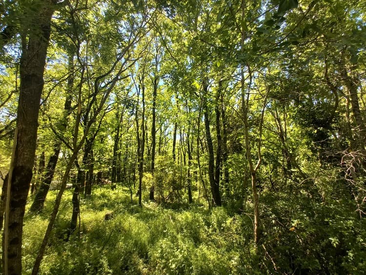 Terrain