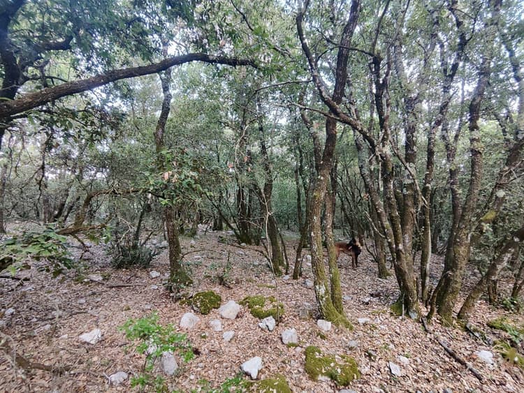 Terrain Chateaudouble 2430 m2