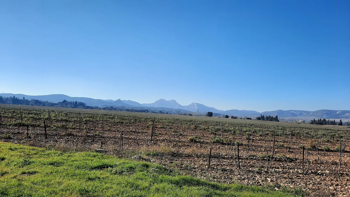 Vignes en hiver et massif des Alpilles à l'horizon, vus depuis la plaine de Sénas