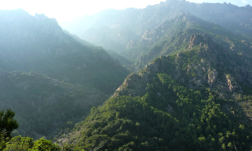 SARROLA CARCOPINO