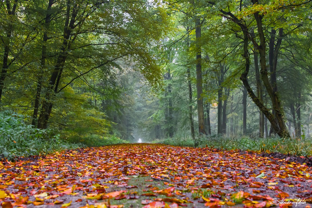Saint-Leu-la-Forêt