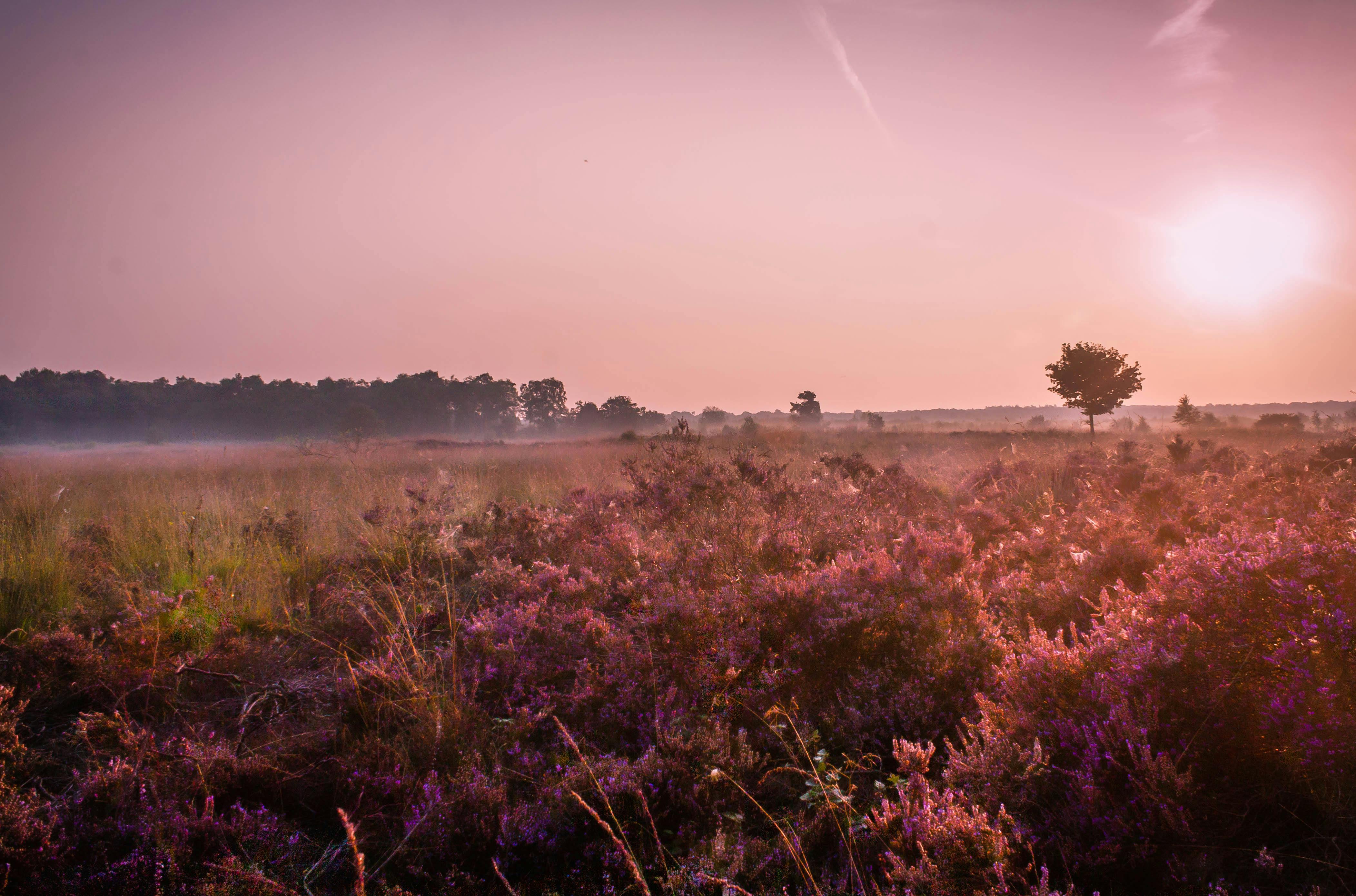 Landes